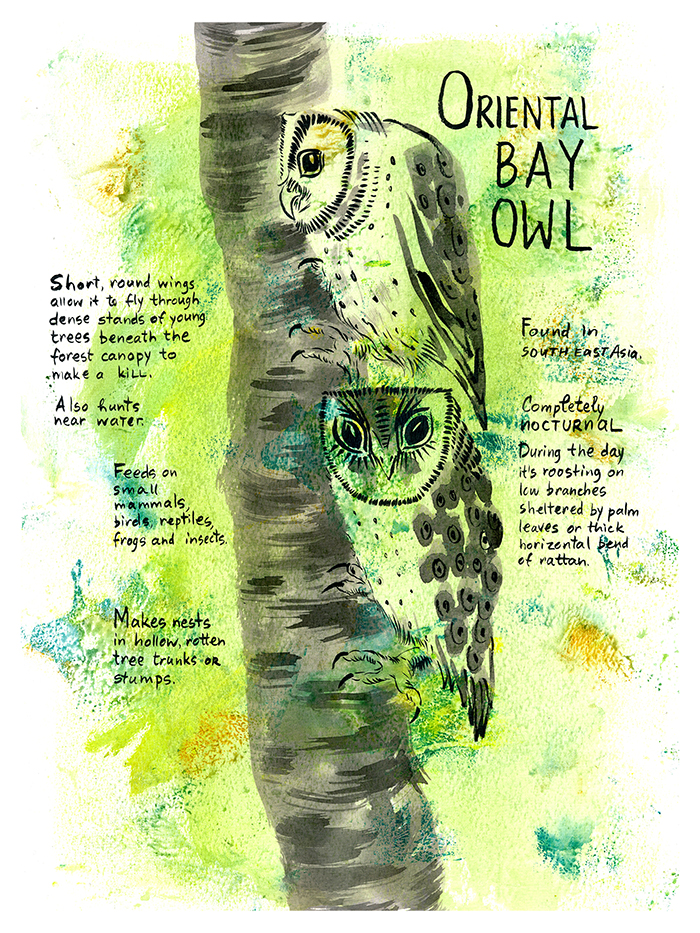 owls Inforgraphic