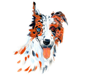 Australian Shepherd