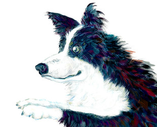 Border Collie