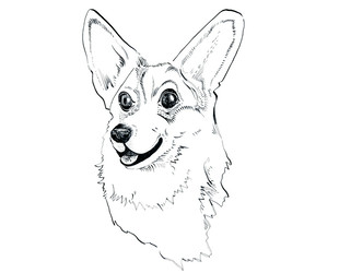 Corgi