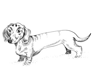 Dachshund