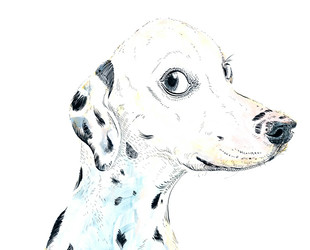 Dalmatian