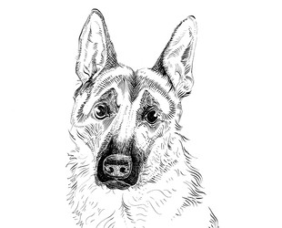 German Shepherd