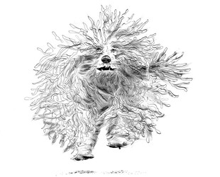 Komondor