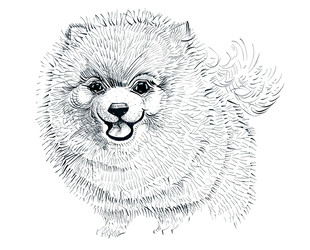 Pomeranian