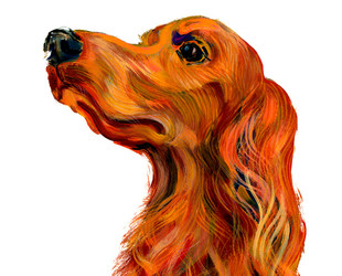 Spaniel