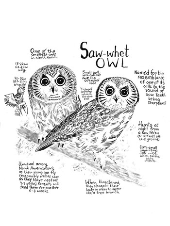 Owls Infographic