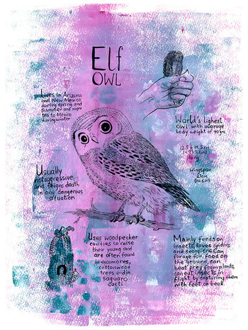 Owls Infographic