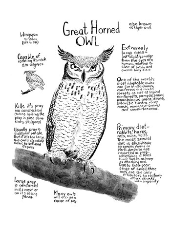 Owls Infographic