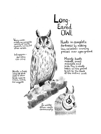 Owls Infographic