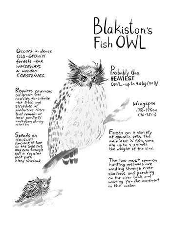 Owls Infographic