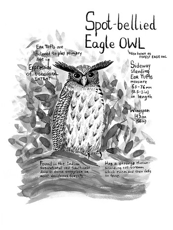 Owls Infographic