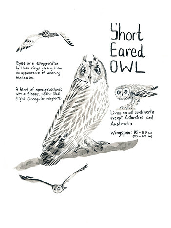 Owls Infographic