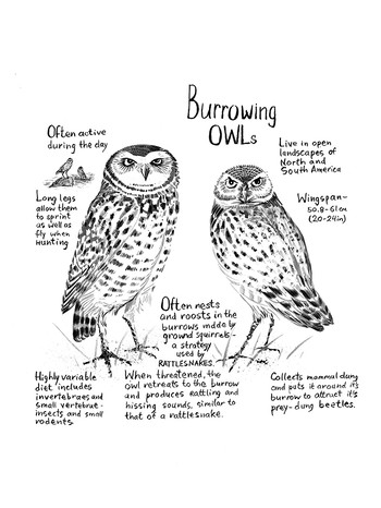 Owls Infographic